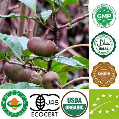 유기농 녹차 씨앗 동백 sinensis o Ktze 씨앗 USDA EU JAS 인증 차 씨앗