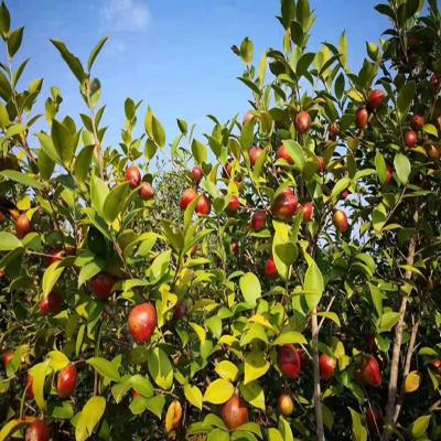 차 씨앗 식사/동백 씨앗 식사 양식, 생태 병원, 유기농 비료 동백 Oleifera Camellia japonica