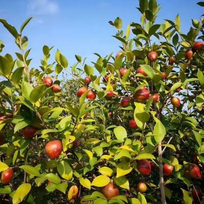 유기 동백 시드 동백 japonica 씨앗 USDA EU JAS 인증 동백 씨앗