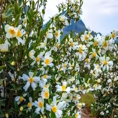 유기 동백 시드 오일 동백 japonica 동백 Oleifera Abel