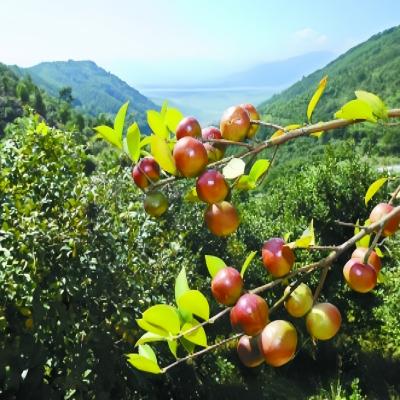 유기 동백 시드 동백 japonica 씨앗 USDA EU JAS 인증 동백 씨앗