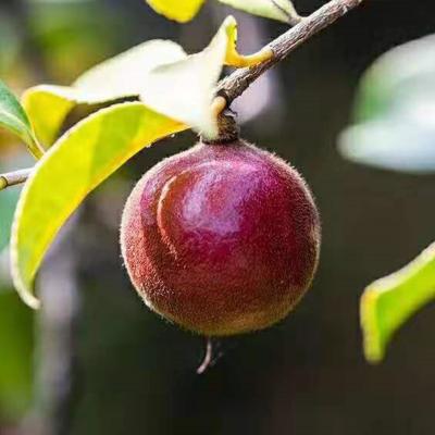 Hand Picked Wild Camellia Japonica Seed Oil